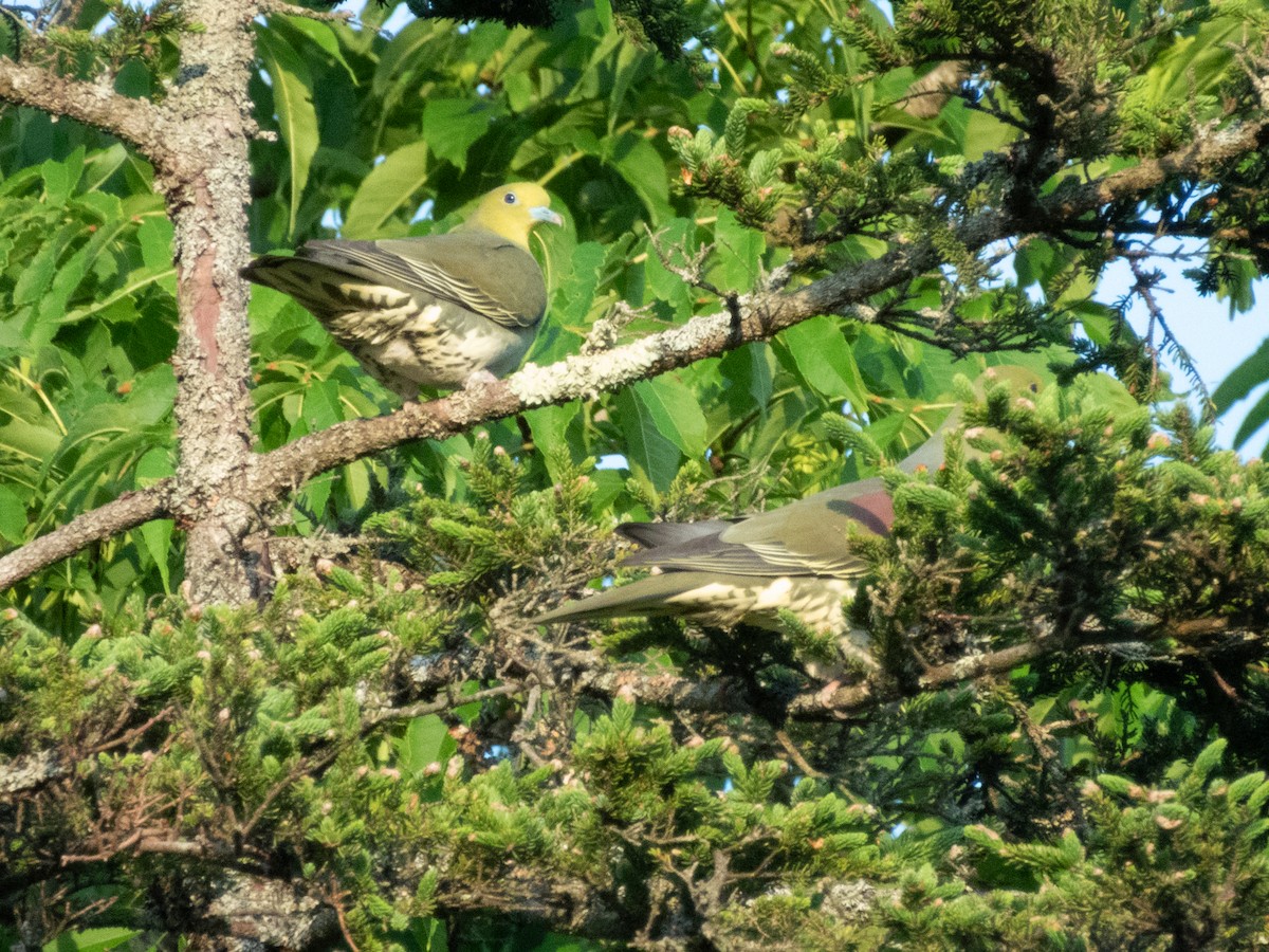 White-bellied Green-Pigeon - ML638134414