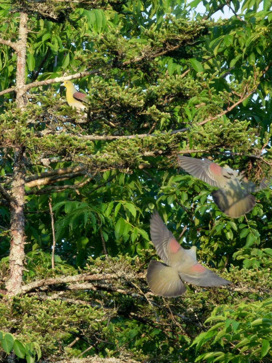 White-bellied Green-Pigeon - ML638134428