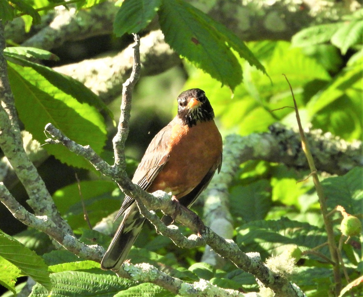 American Robin - ML638134430