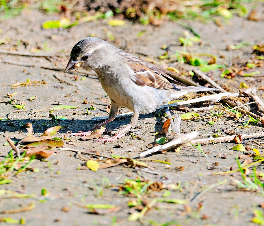 House Sparrow - ML638134455