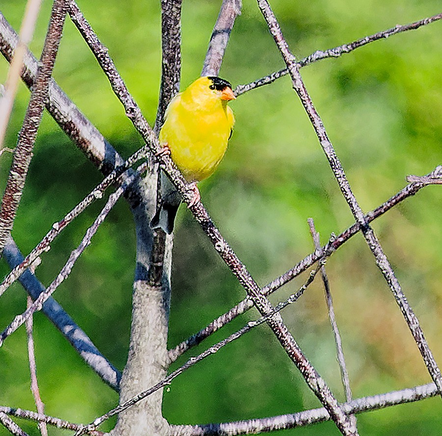 American Goldfinch - ML638134460