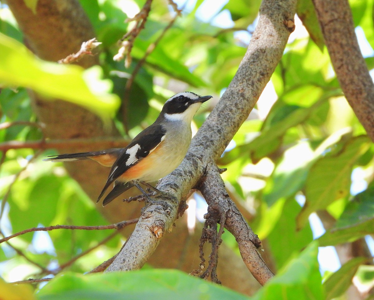 Buff-sided Robin - ML638134464