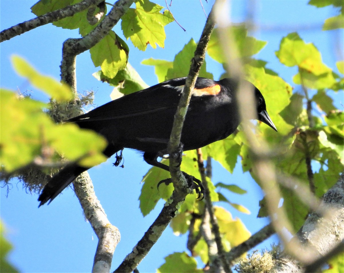 Red-winged Blackbird - ML638134469