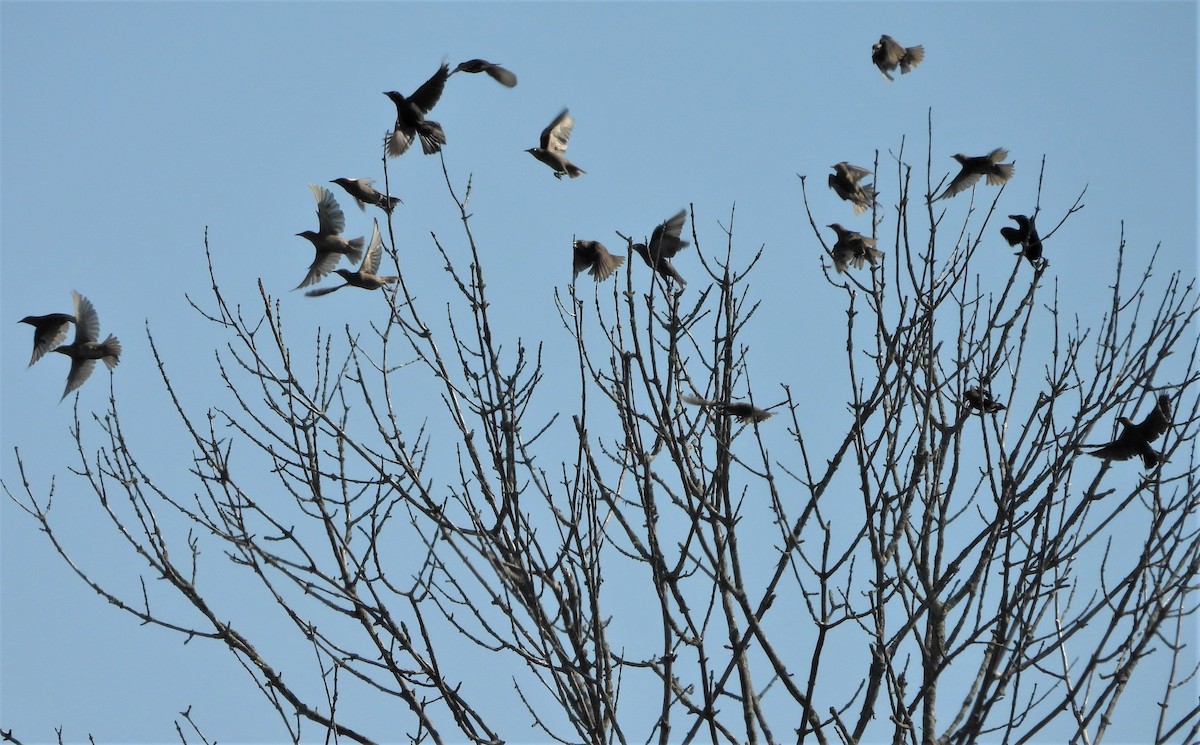 Common Grackle - ML638134483