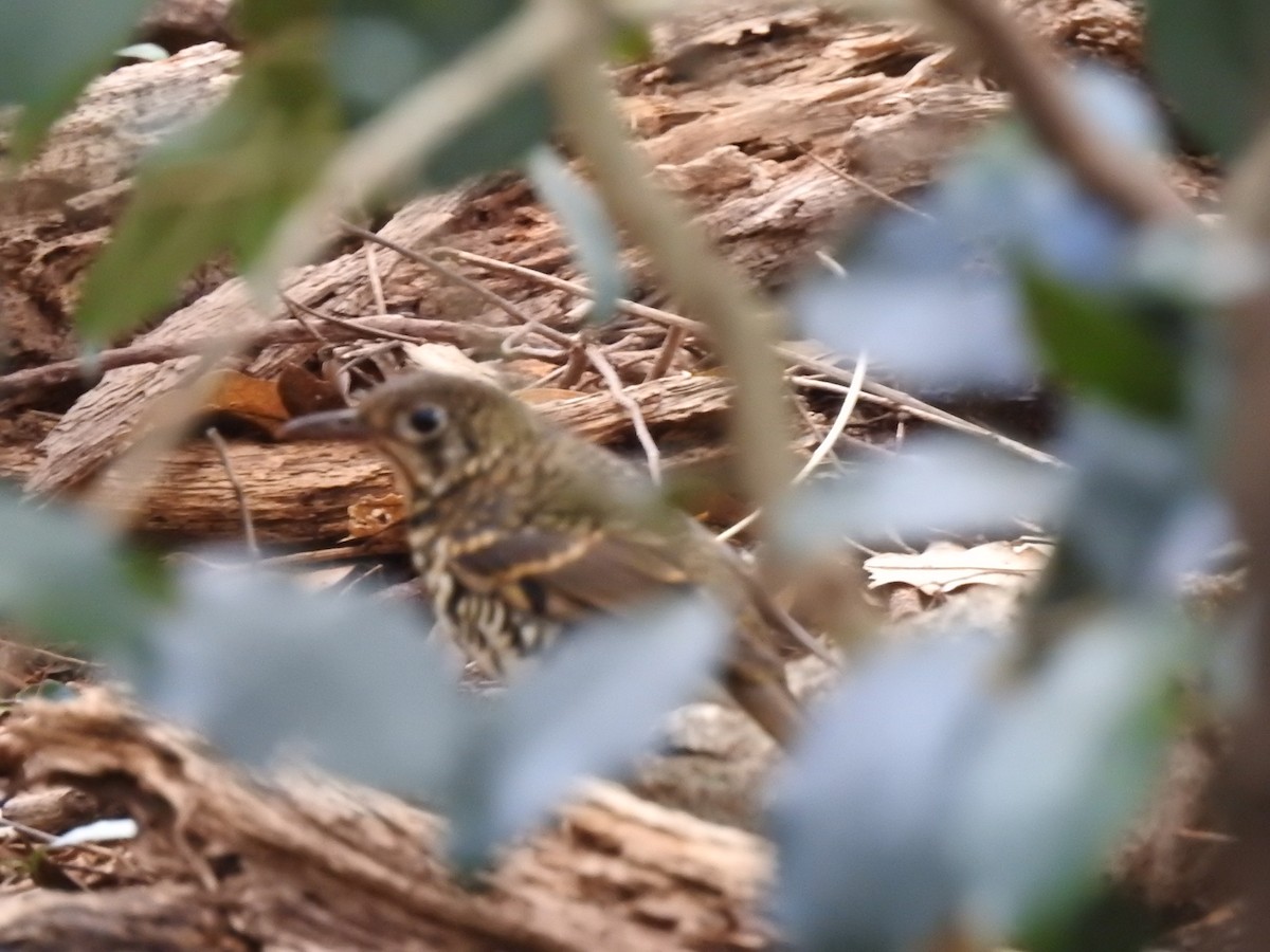 Russet-tailed Thrush - ML638134484