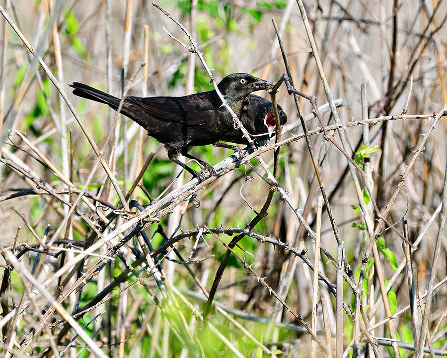 Common Grackle - ML638134486