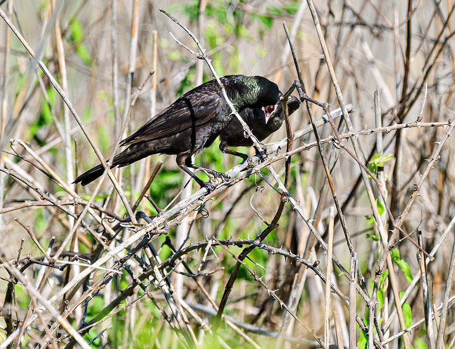Common Grackle - ML638134487