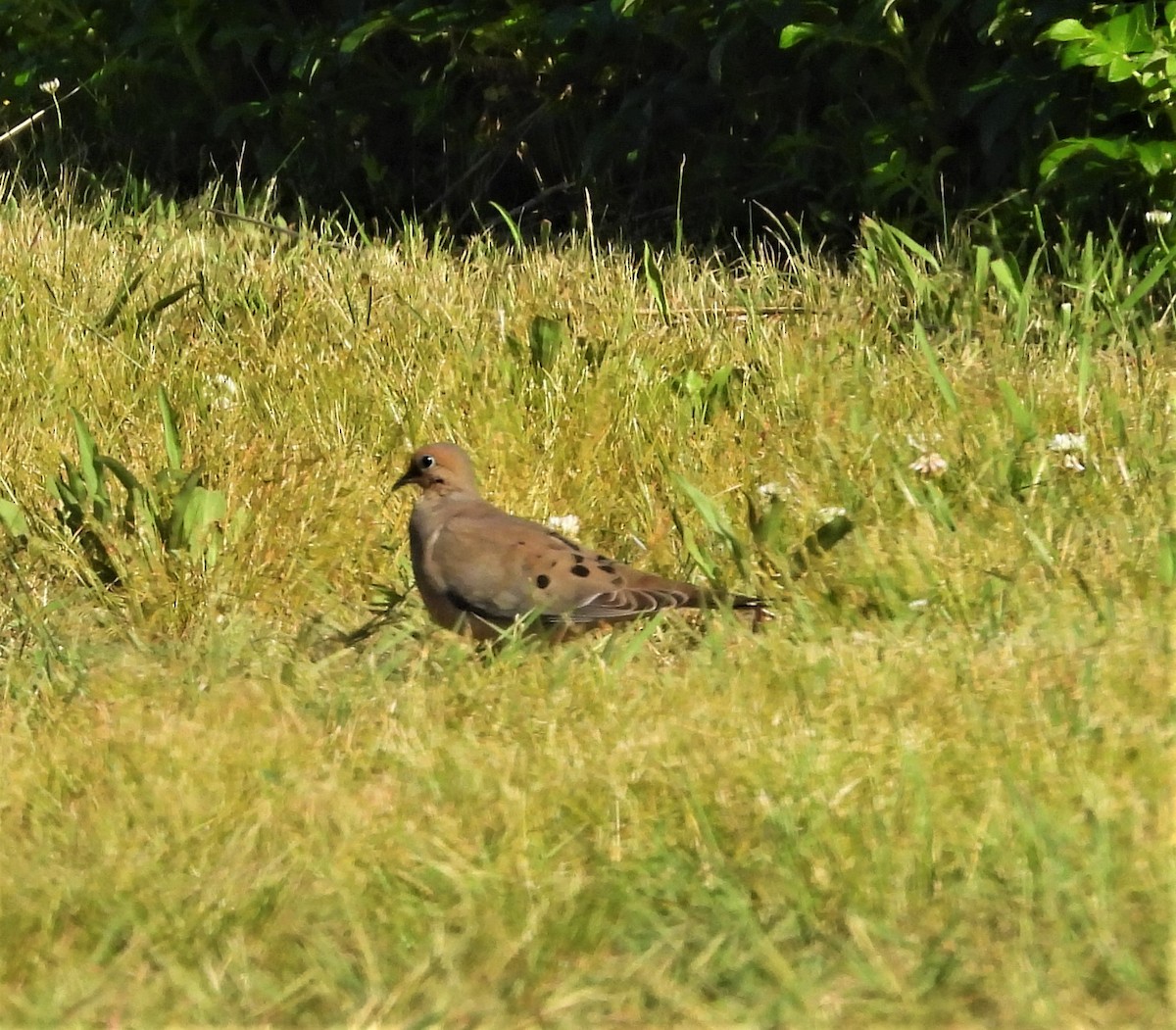 Mourning Dove - ML638134505