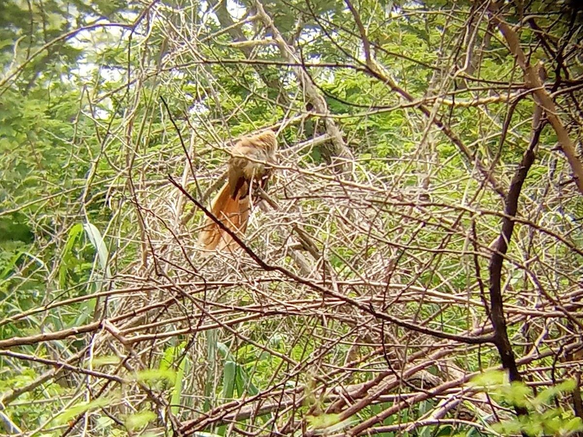 Great Lizard-Cuckoo - ML638134519
