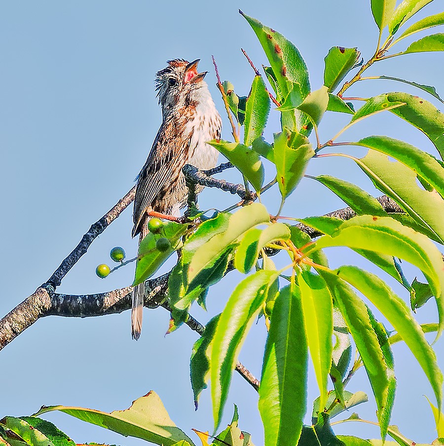 Song Sparrow - ML638134527