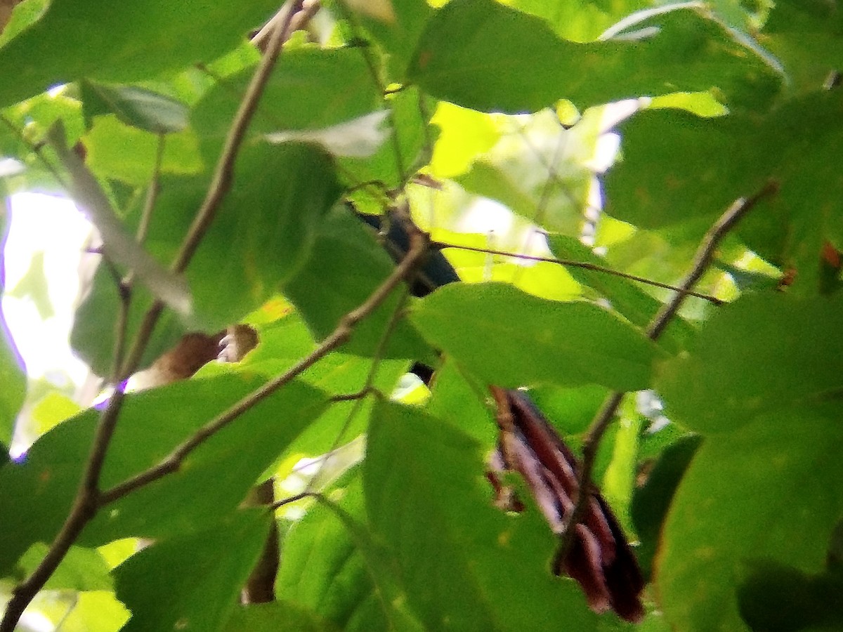 Chestnut-breasted Malkoha - ML638134535