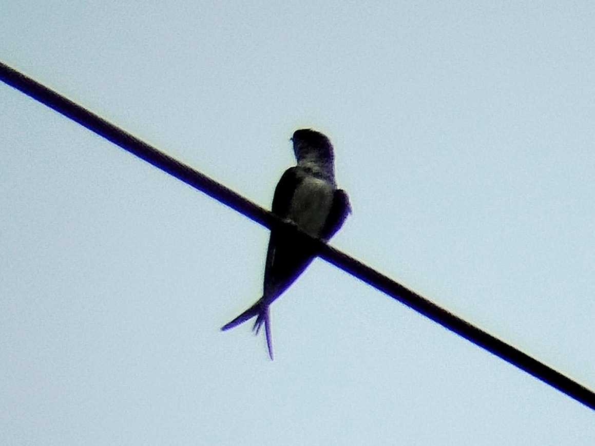 Gray-rumped Treeswift - ML638134563