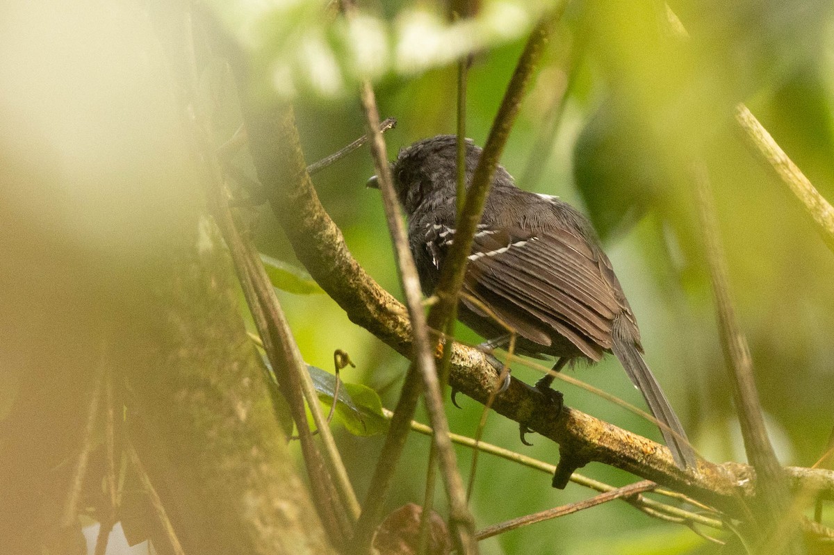 Dusky Antbird - ML638134568