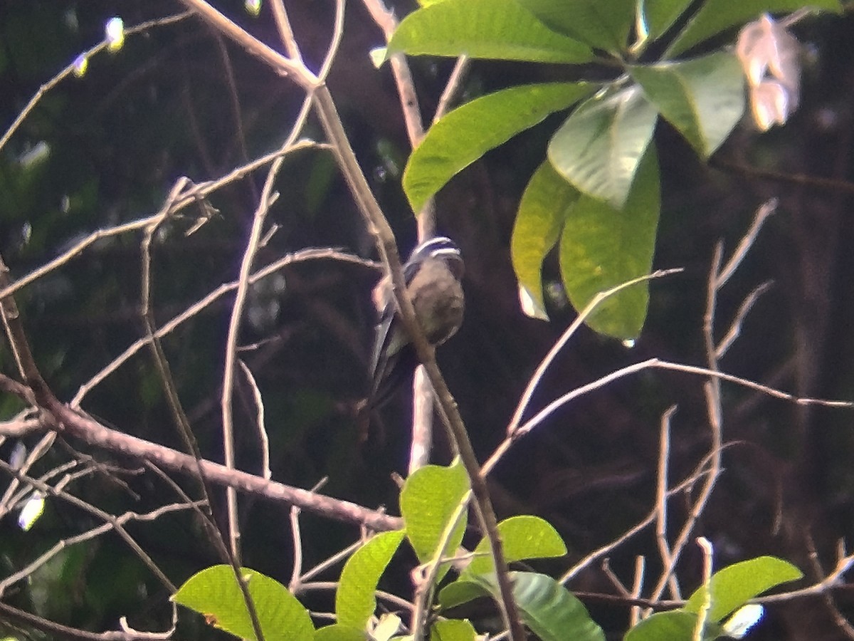 Whiskered Treeswift - ML638134570