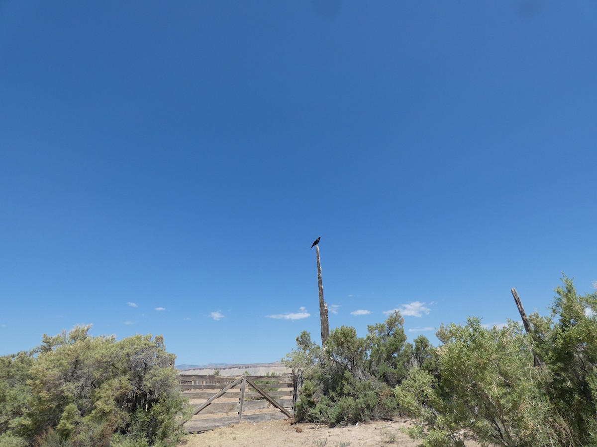עורב שחור - ML638134576