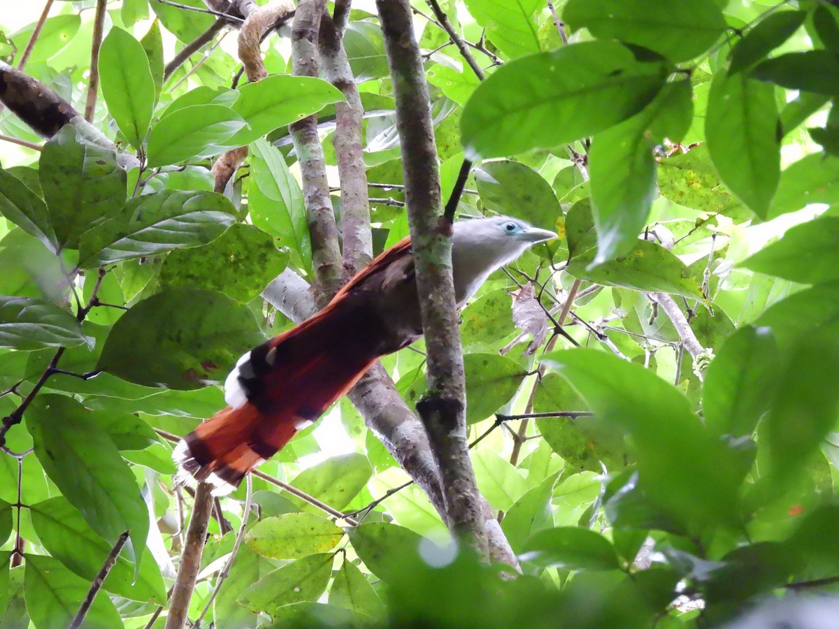 Raffles's Malkoha - ML638134600