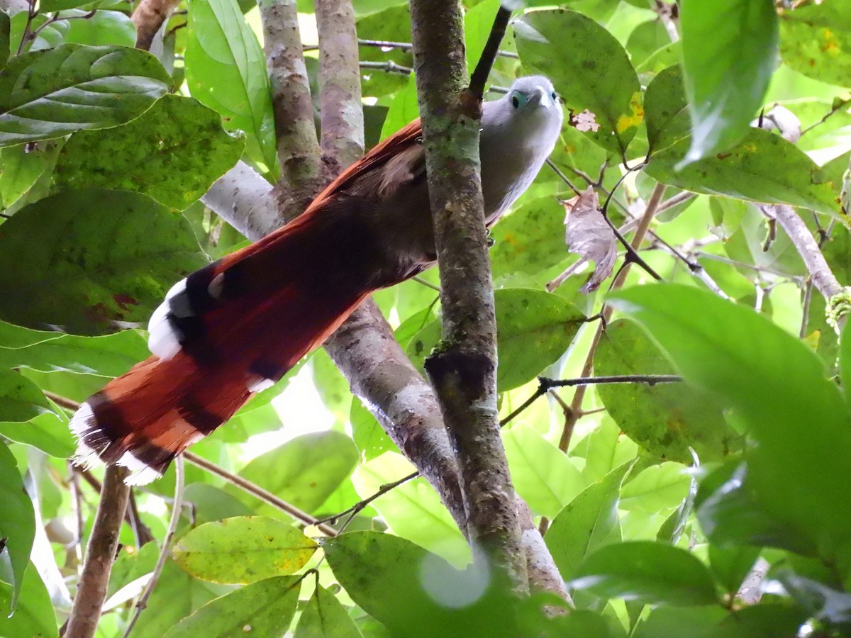 Raffles's Malkoha - ML638134601
