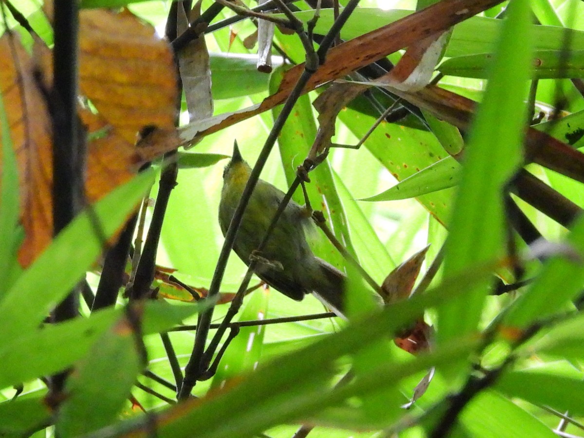 Pin-striped Tit-Babbler - ML638134632