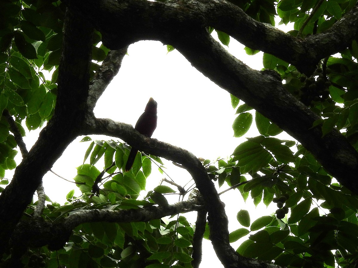 Black-and-red Broadbill - ML638134651