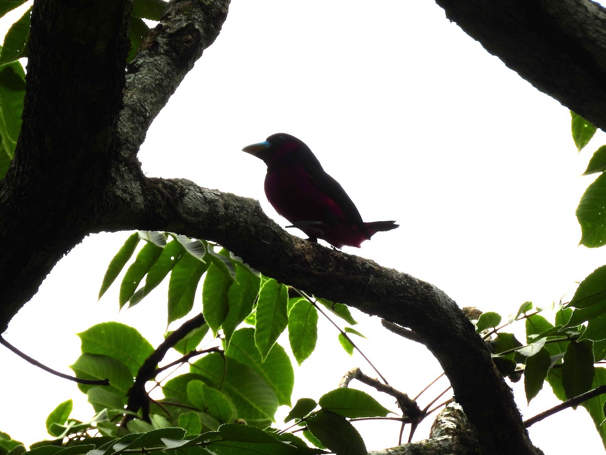 Black-and-red Broadbill - ML638134652