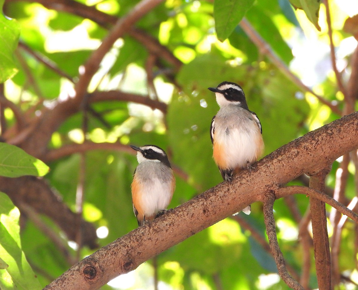 Buff-sided Robin - ML638134671
