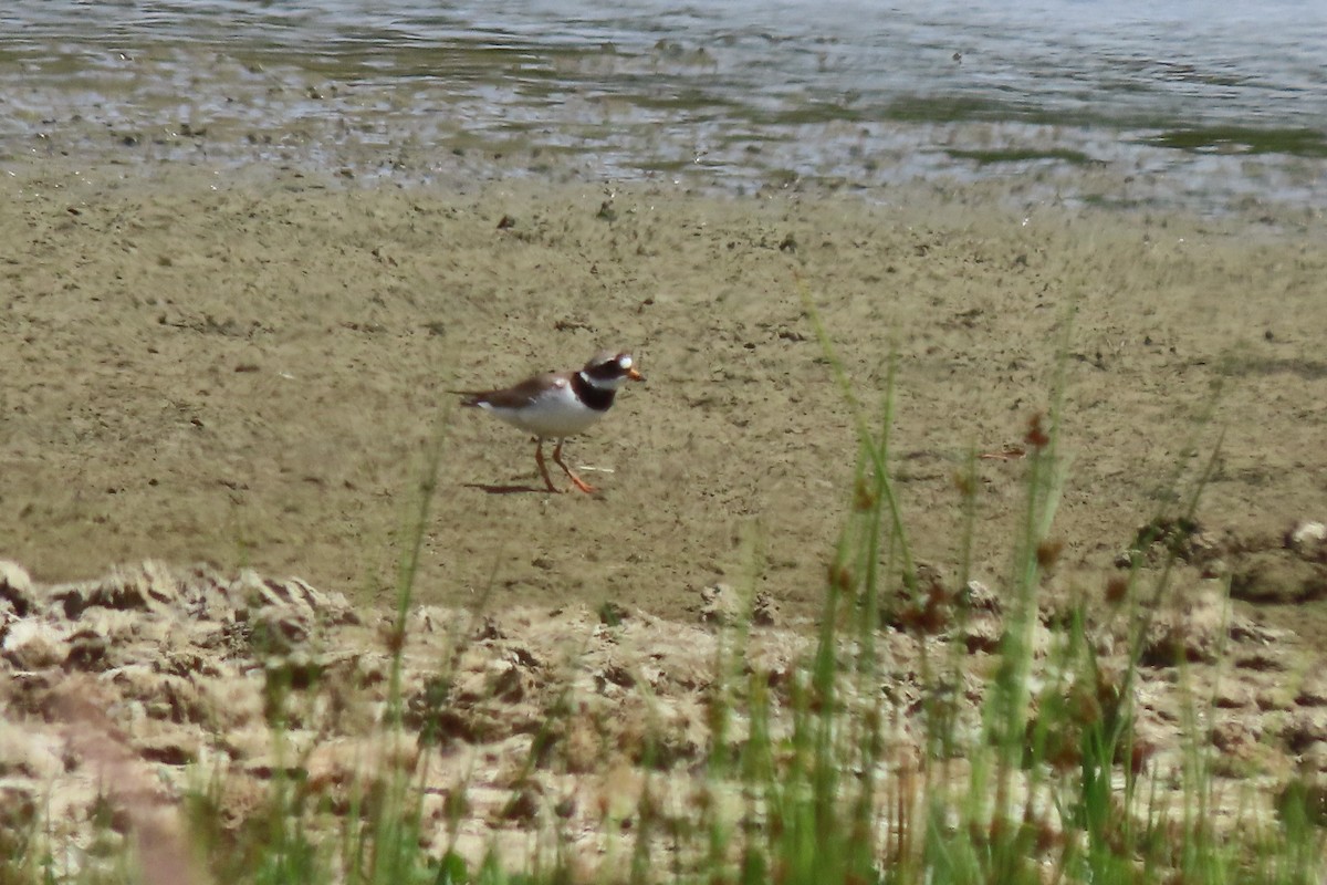 Common Ringed Plover - ML638134693