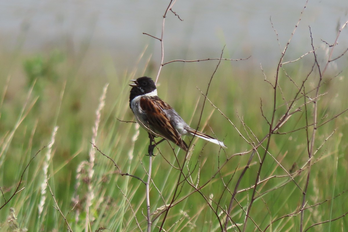 Reed Bunting - ML638134698