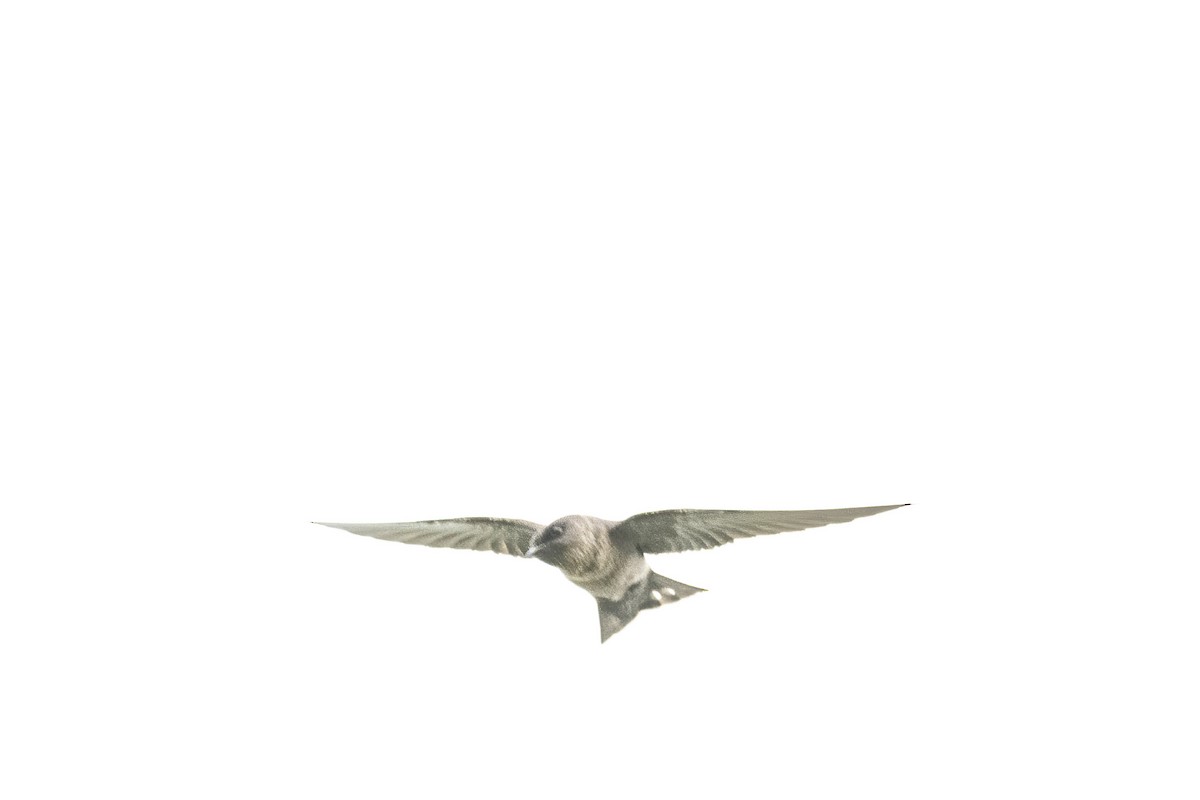 Dusky Crag-Martin - ML638134699