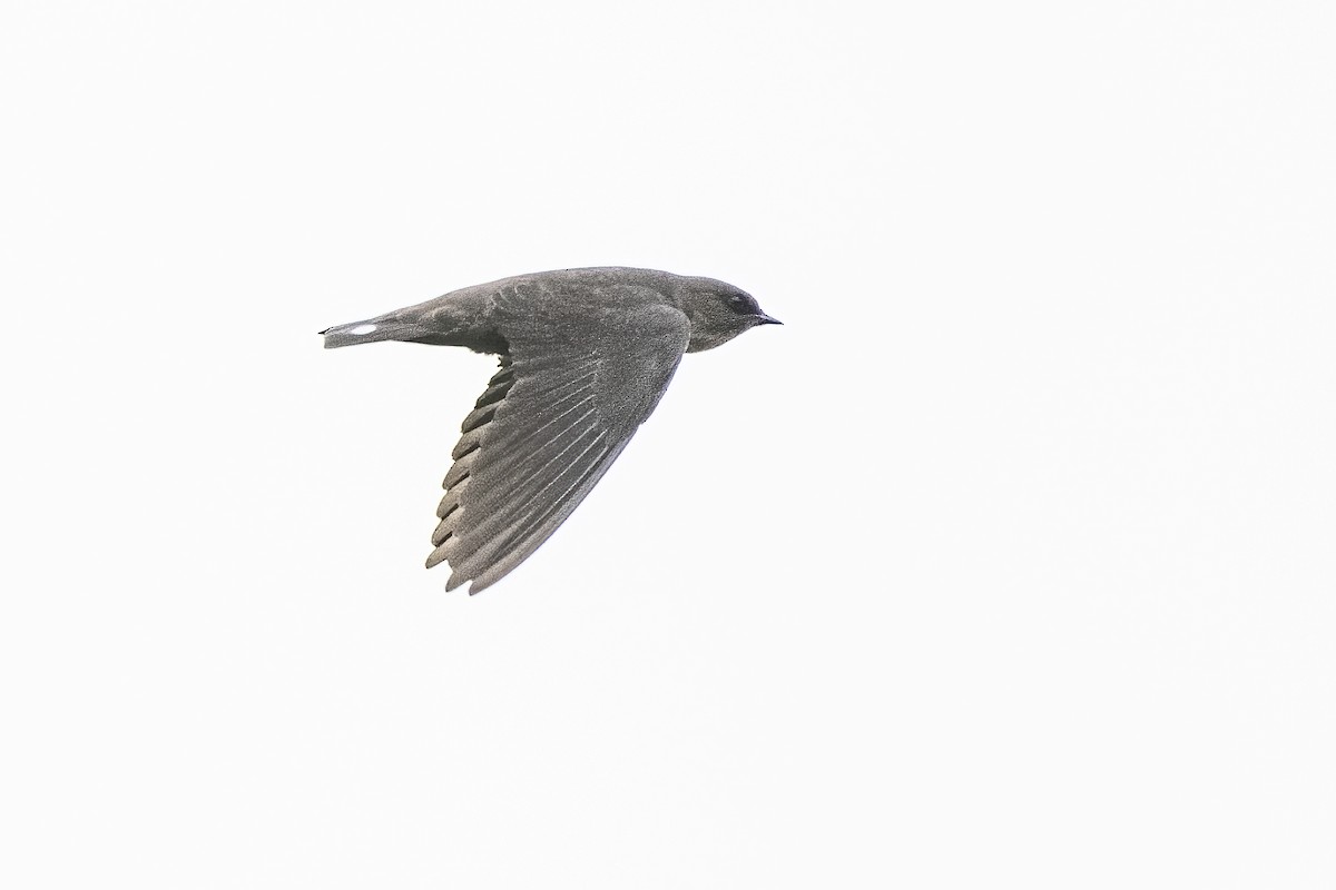Dusky Crag-Martin - ML638134700