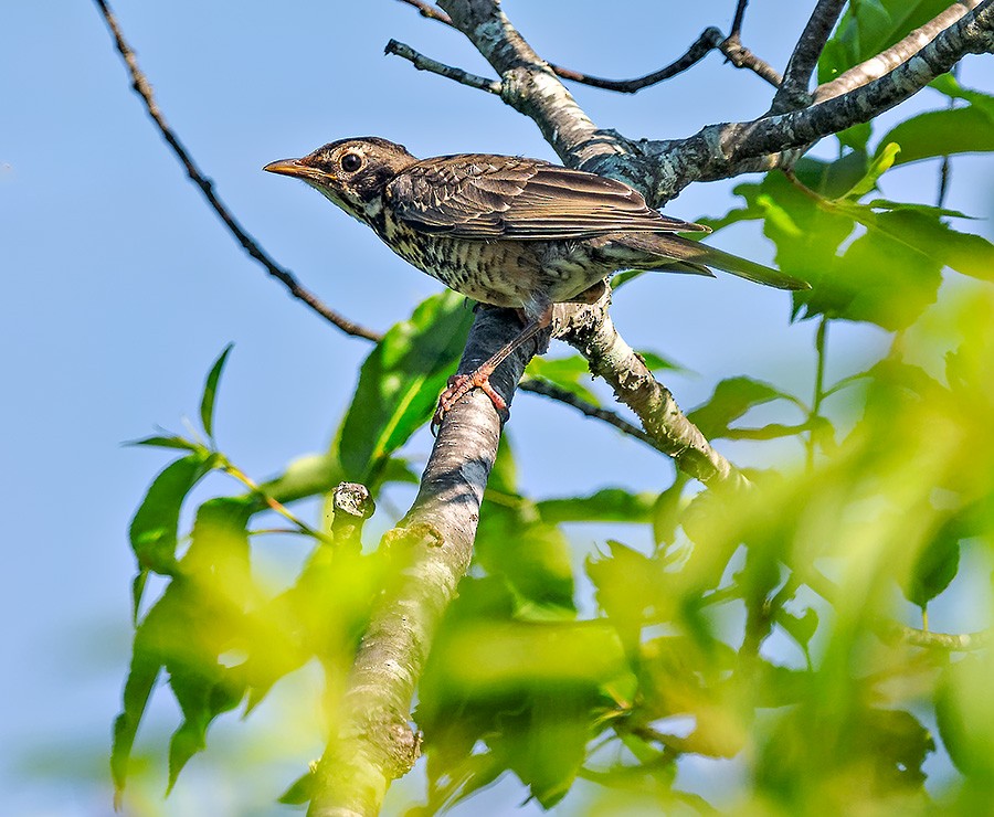 American Robin - ML638134713