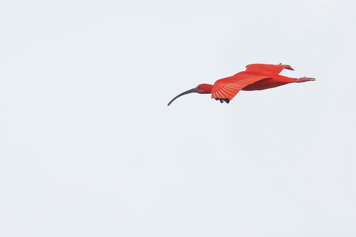 ibis rudý - ML638134737