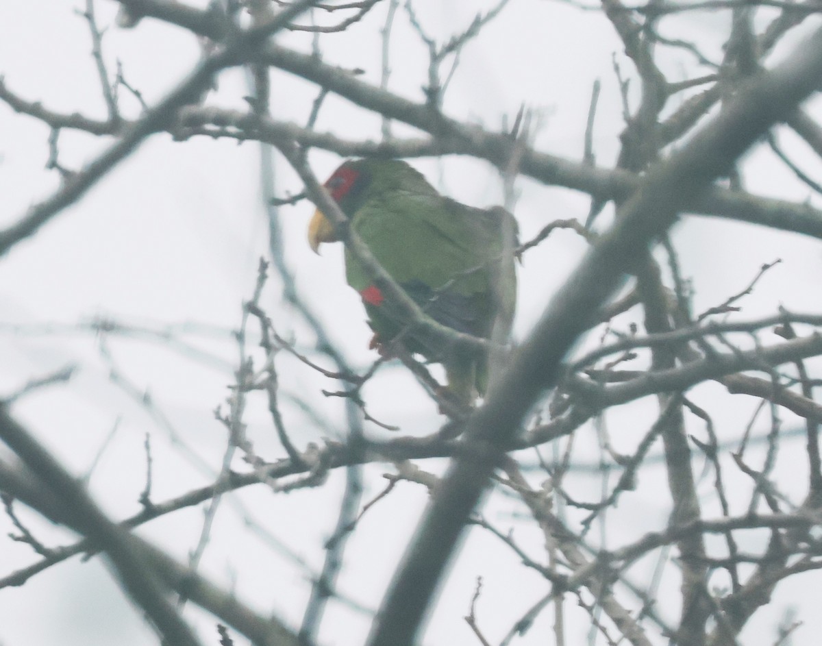 Yellow-lored Amazon - ML638134759