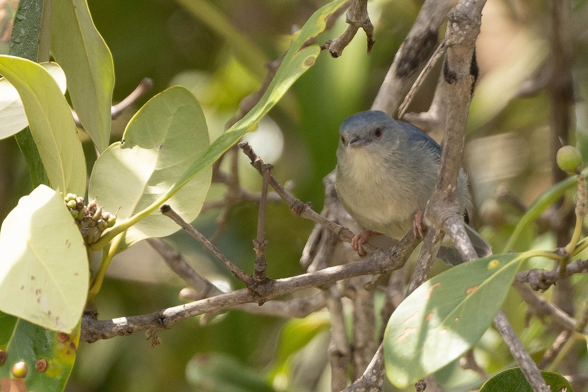 Bicolored Conebill - ML638134761