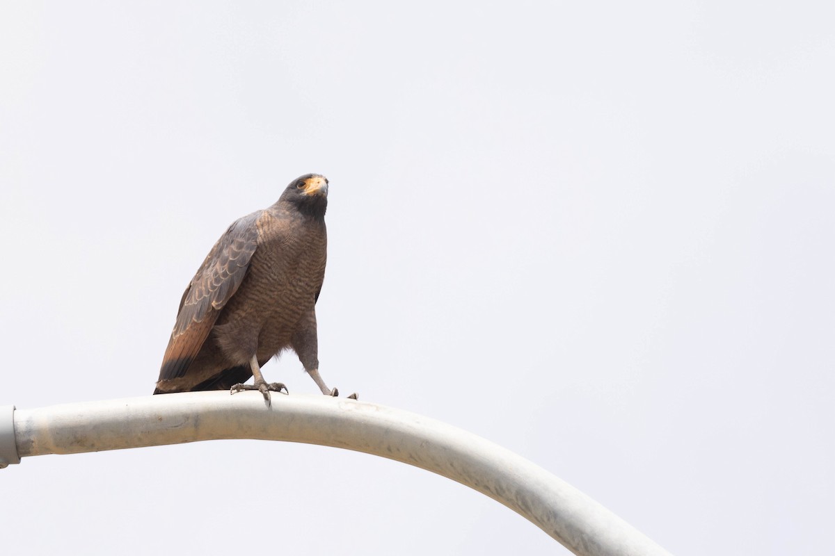 Rufous Crab Hawk - ML638134771
