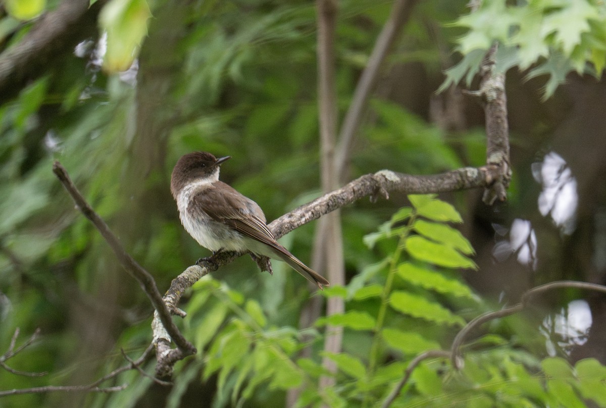 Eastern Phoebe - ML638134794