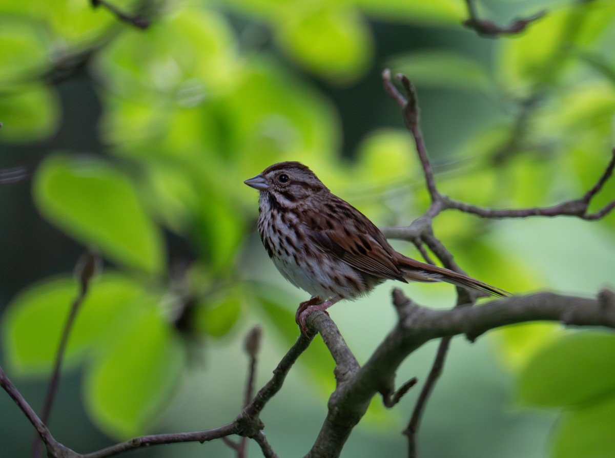 Song Sparrow - ML638134796