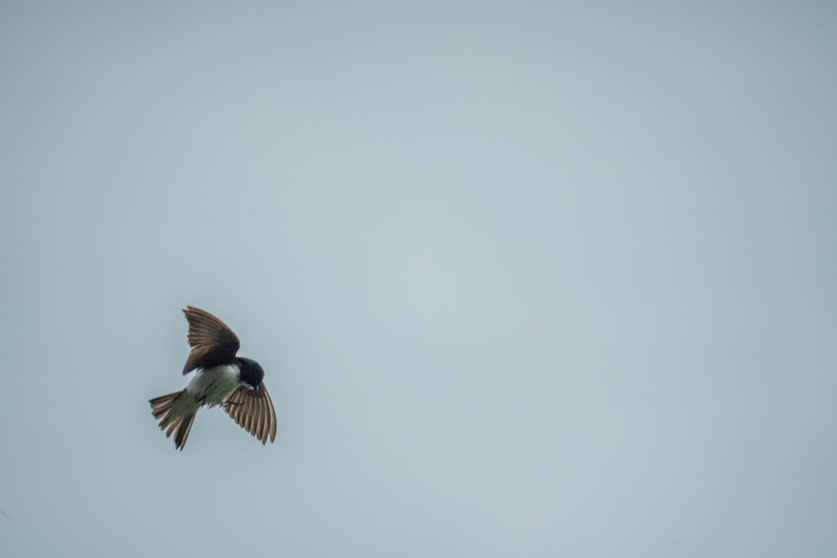 Tree Swallow - ML638134798