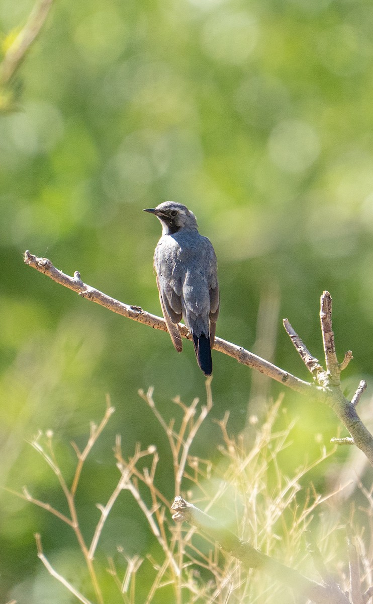 White-throated Robin - ML638134827