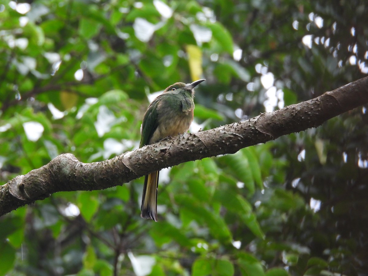 Red-bearded Bee-eater - ML638134840