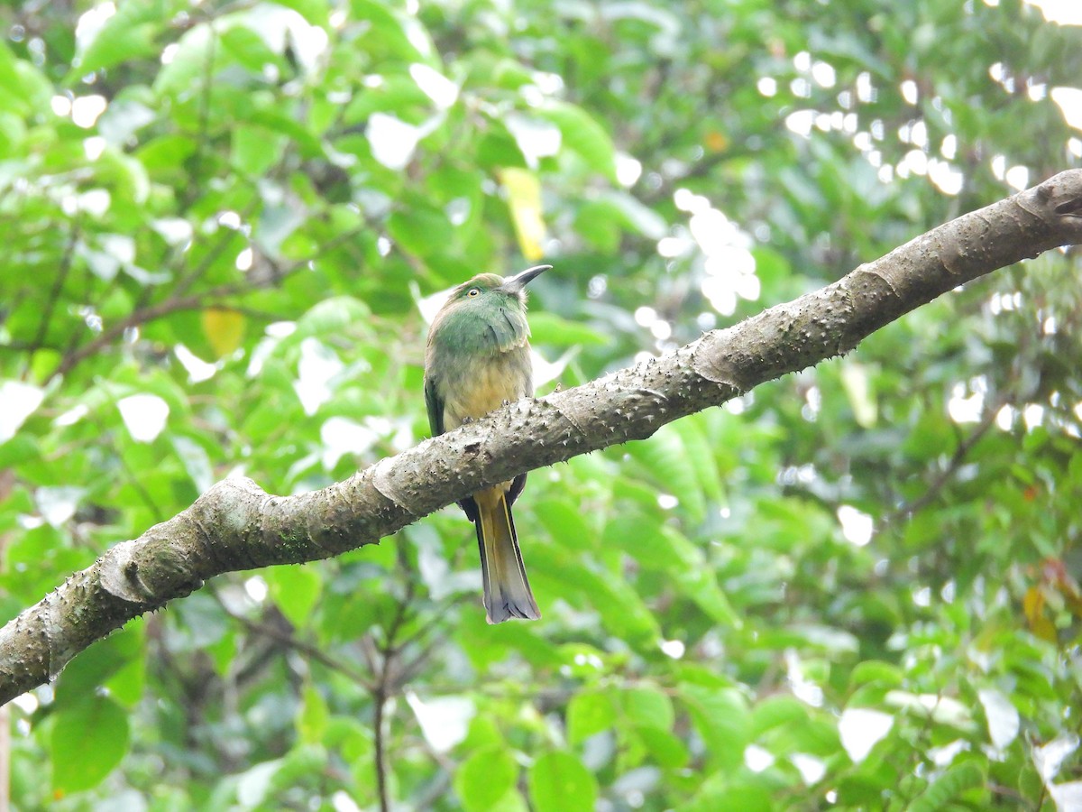 Red-bearded Bee-eater - ML638134843