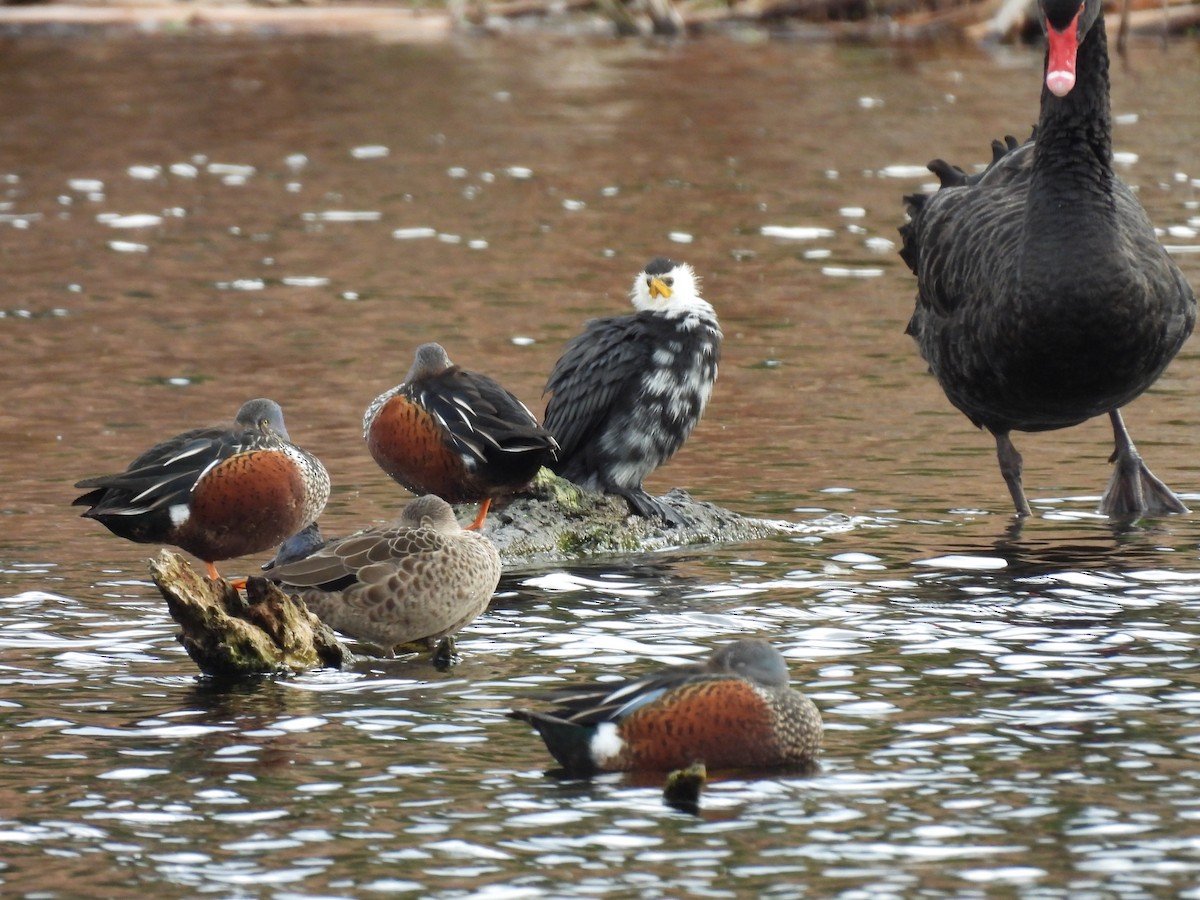 Australasian Shoveler - ML638134882
