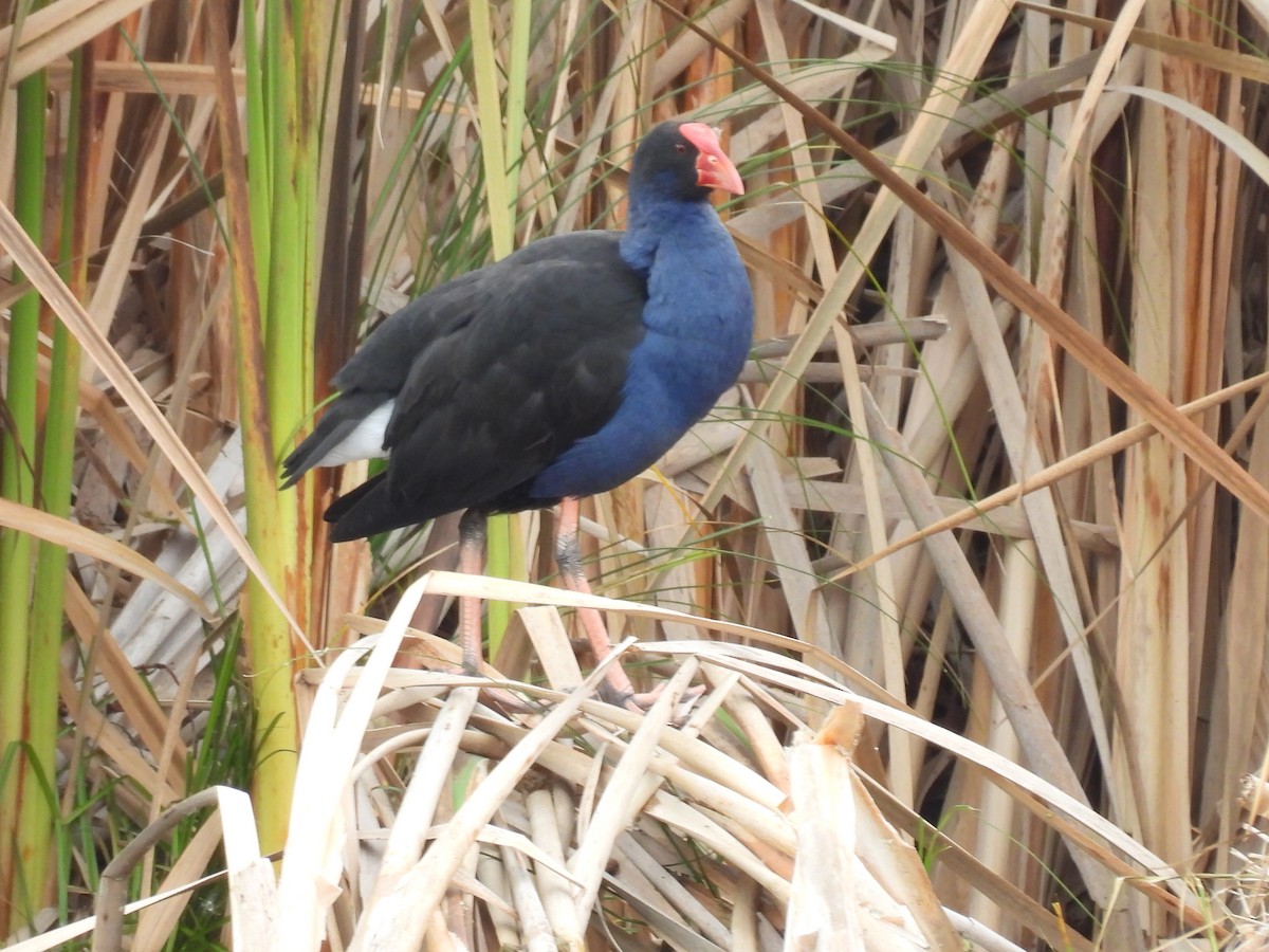 Australasian Swamphen - ML638134894
