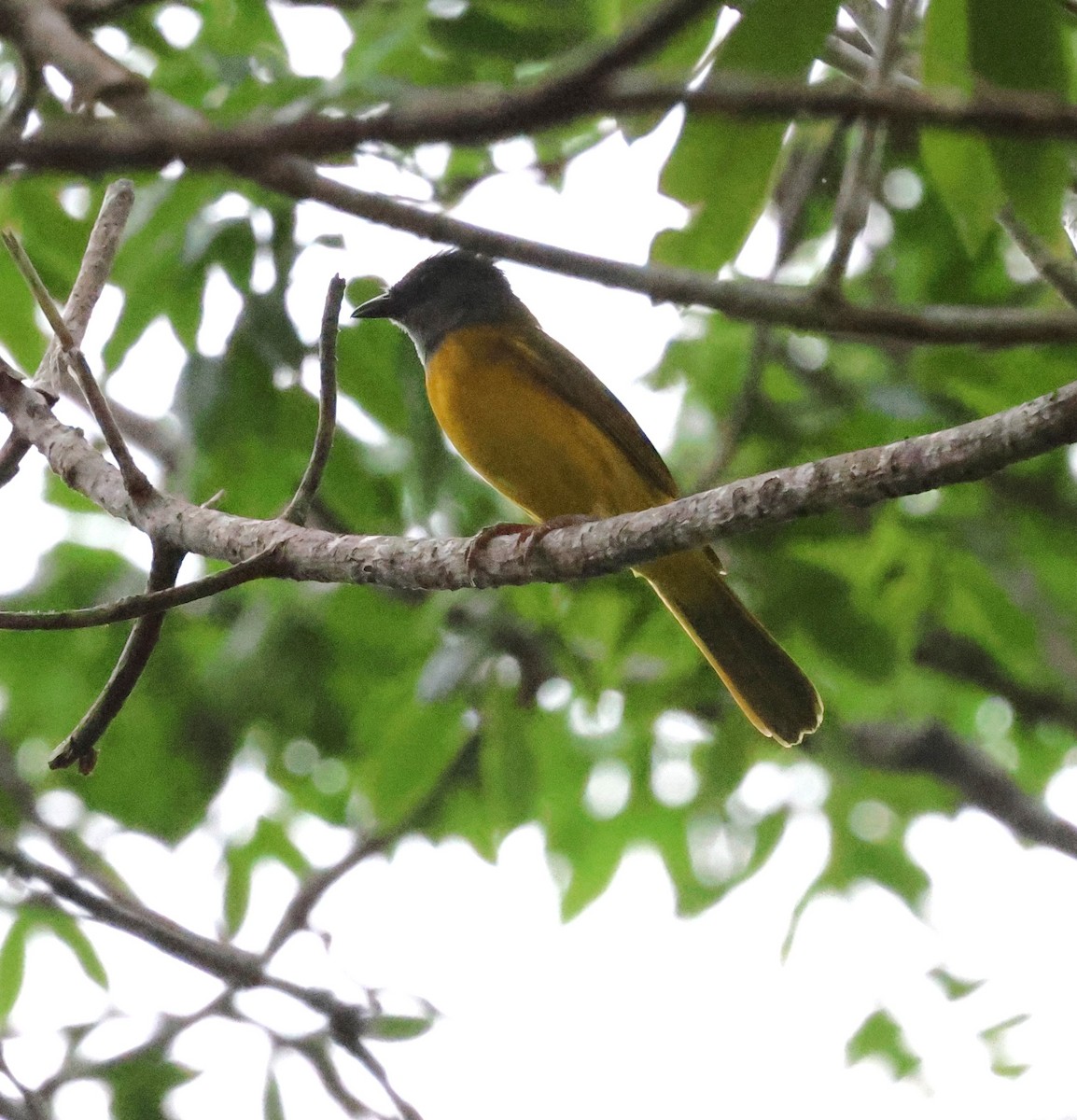 Gray-headed Tanager - ML638134901