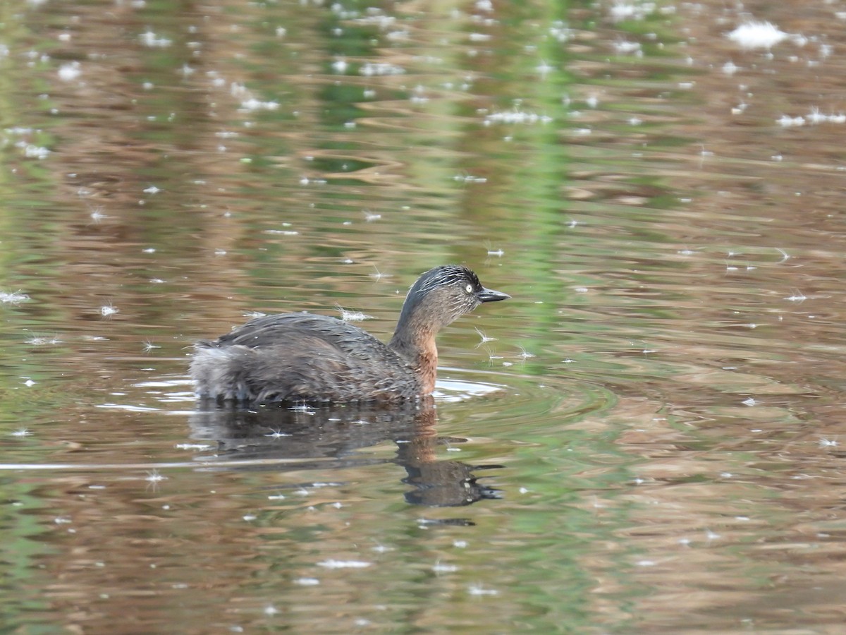 New Zealand Grebe - ML638134910