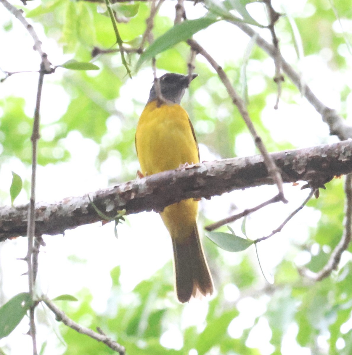 Gray-headed Tanager - ML638134918