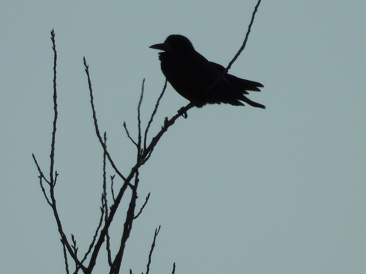 Rook - ML638134931