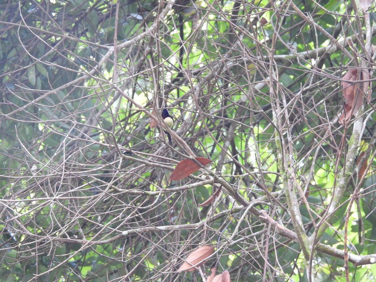 Schwarzkehl-Nektarvogel - ML638134938