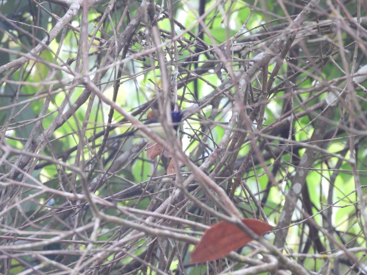 Schwarzkehl-Nektarvogel - ML638134940