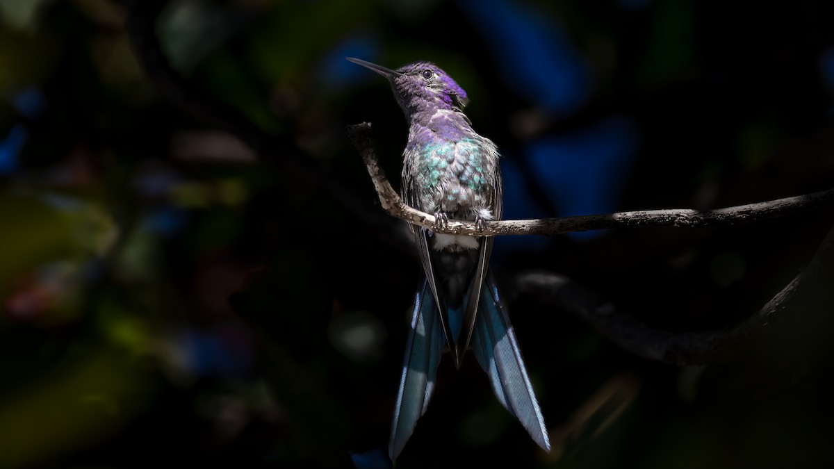 Swallow-tailed Hummingbird - ML638134964