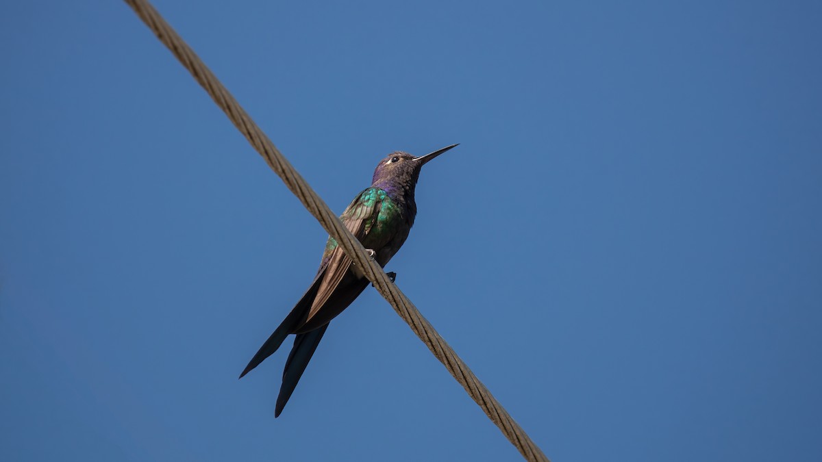 Swallow-tailed Hummingbird - ML638134965